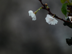 雨の中の桜 ー十月桜－