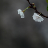 雨の中の桜 ー十月桜－