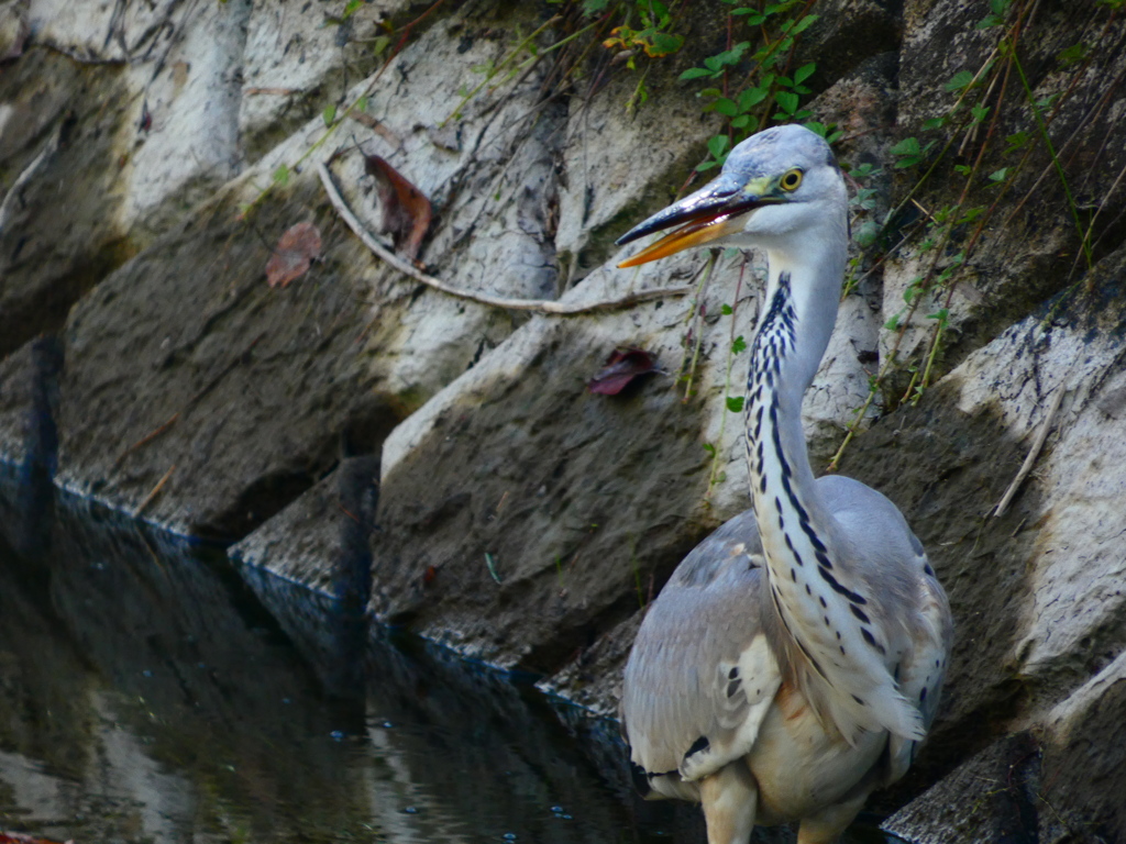 ゴールデン角度