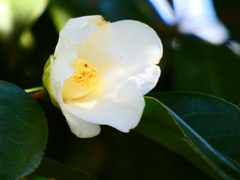 床の間の花