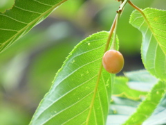 河津桜の果実