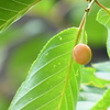 河津桜の果実