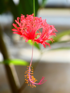 本当に風鈴のような花姿