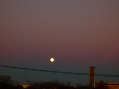 ほんのりビーナスベルトとウルフムーン