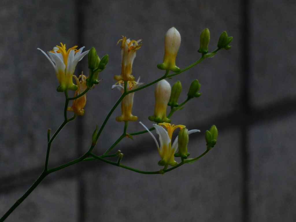 シロホトトギス