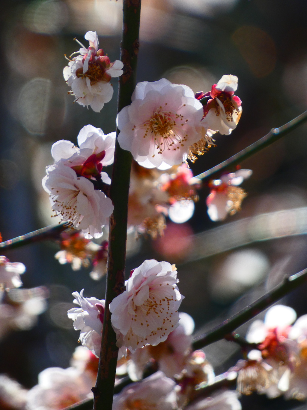 花香美