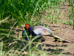 好きにしてくれ