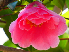 春サザンカ 笑顔