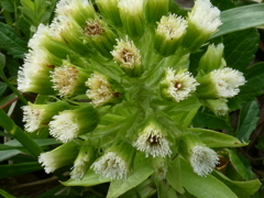 蕗の花