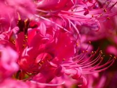 リコリス（２）