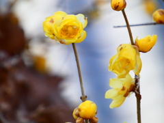 マンゲツロウバイ