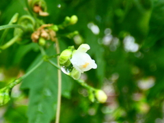 天然シャワーの後