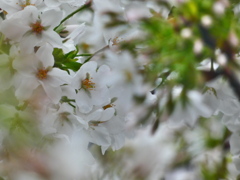 雨の中の桜 ー大島桜（２）－