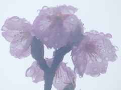 雨の中の桜 ー大寒桜（１）－