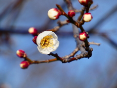 盆栽風枝振りの白梅