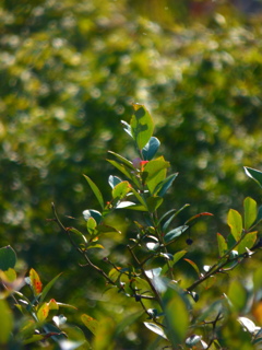 ブルーベリーの葉の透過光