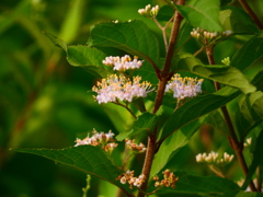 ムラサキシキブ