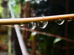 雨の雫