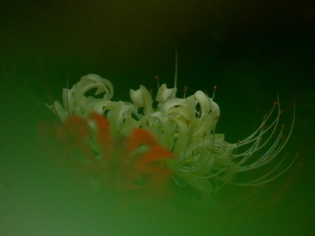 シロバナヒガンバナ