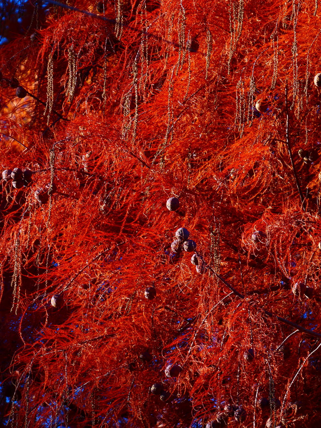 ラクウショウの紅葉