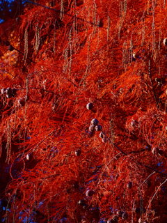 ラクウショウの紅葉