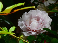 生垣の薔薇（５）