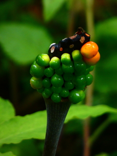 ミミガタテンナンショウの実