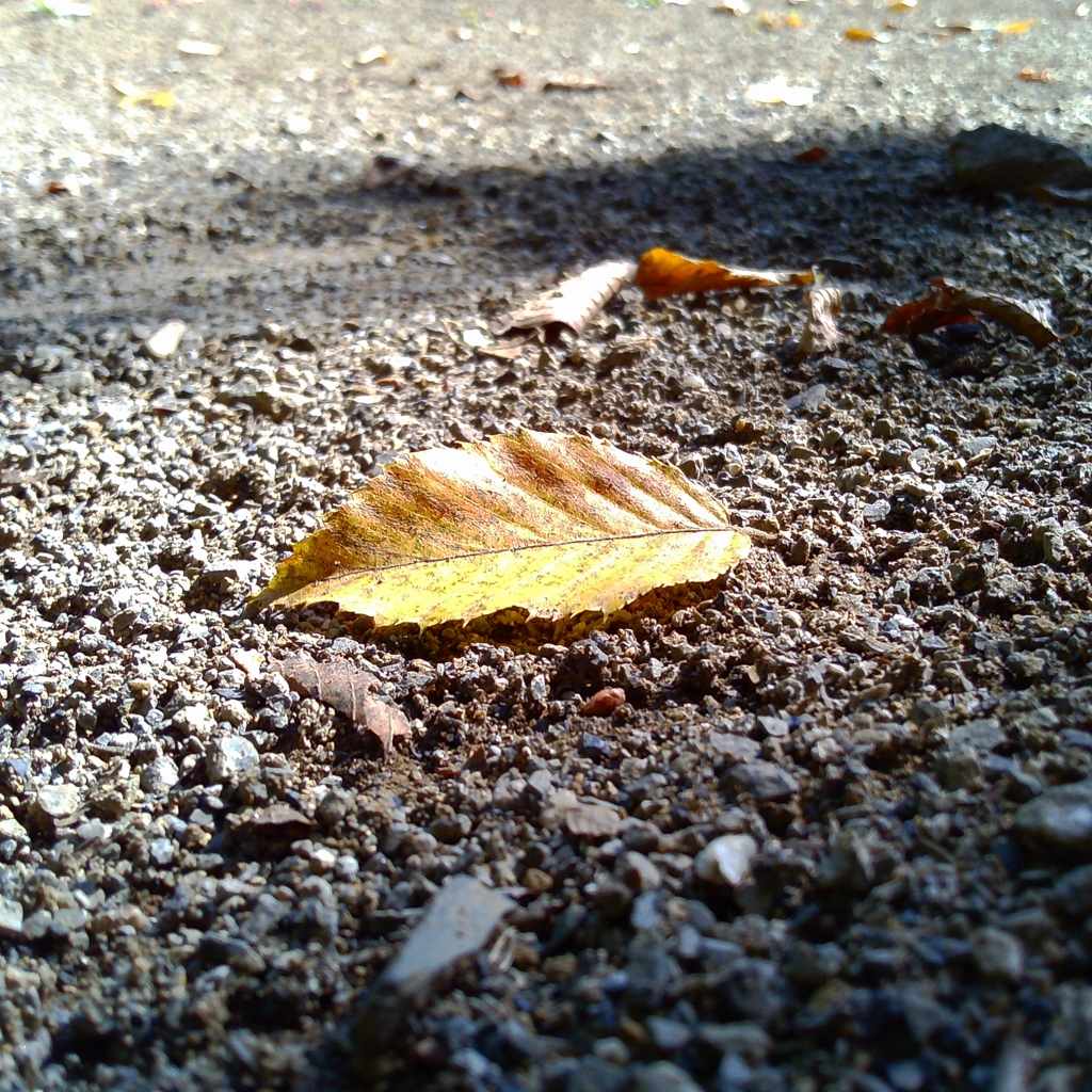 黄葉