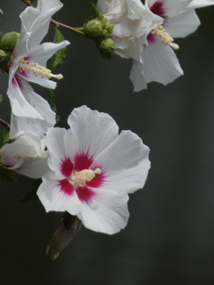 ムクゲ 白花
