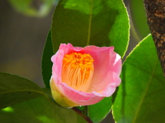 桃の節句に寄せて（１）