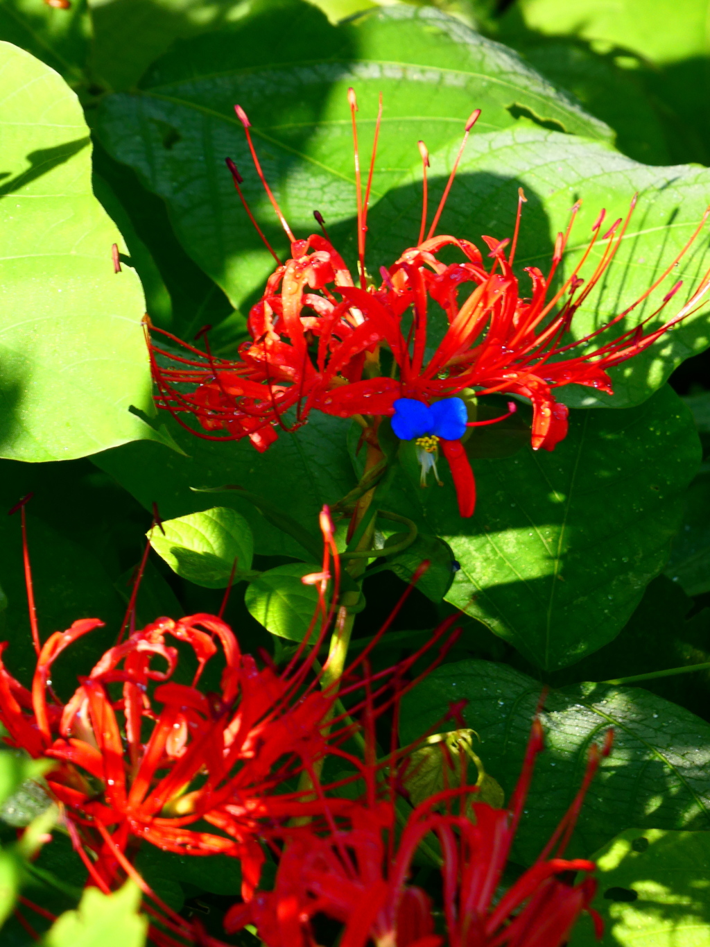 見沼代用水西縁 彼岸花2025（８）