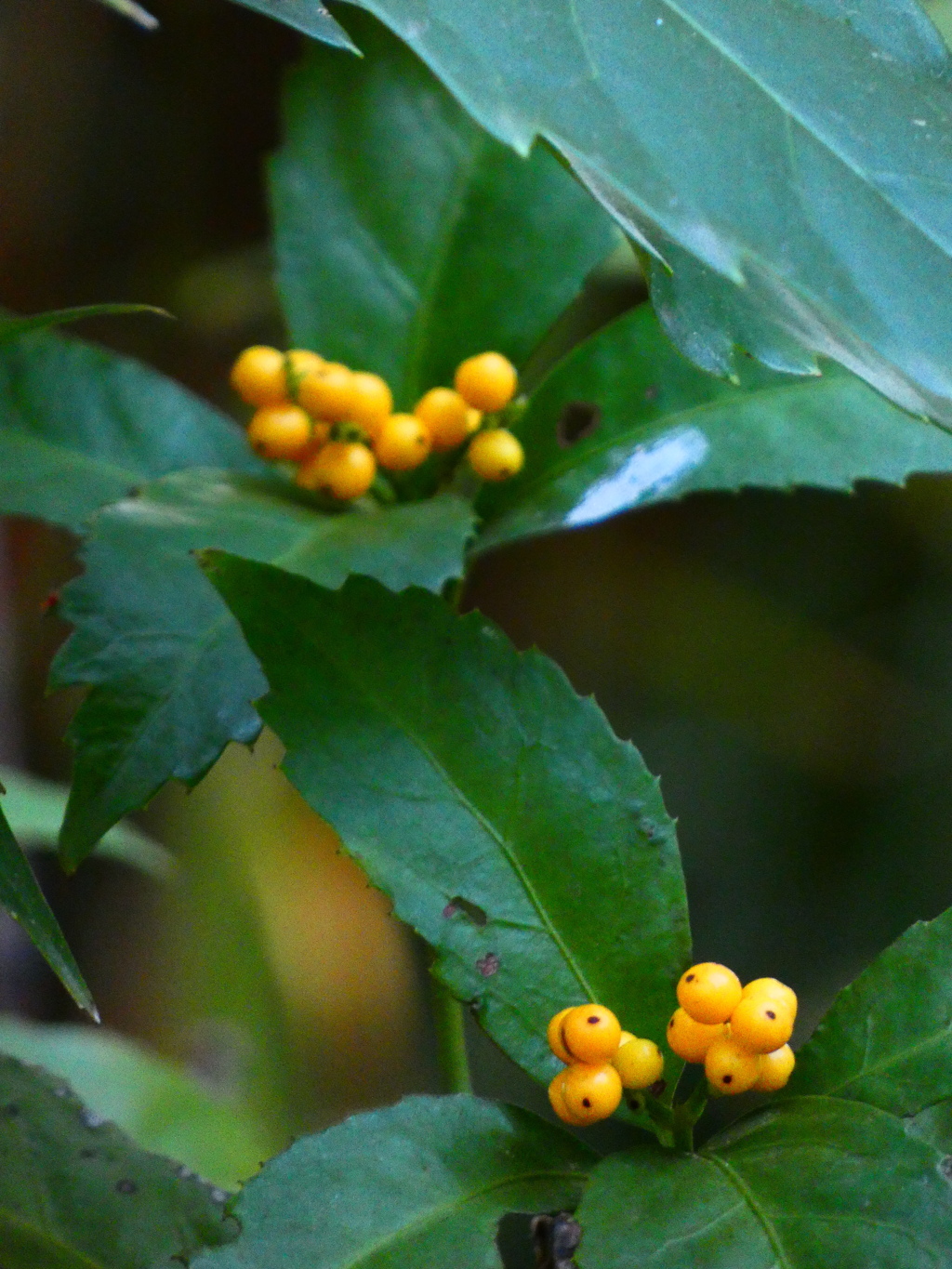 キミノセンリョウ