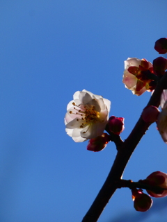 長谷川絞