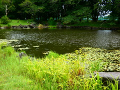 池を渡る南風