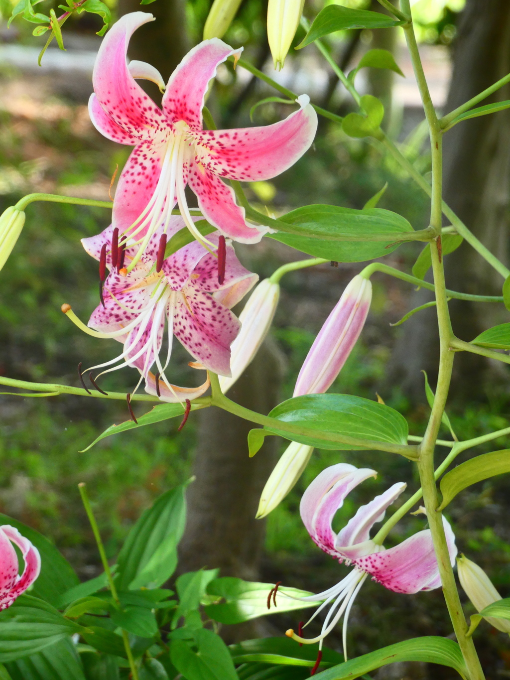 展示スペース側のカノコユリ