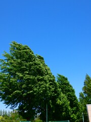夏を運ぶ風