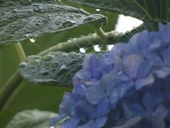 雨あがり