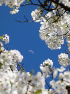 上弦の月と大島桜