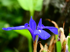 カキツバタ