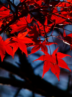 蒼穹の紅葉