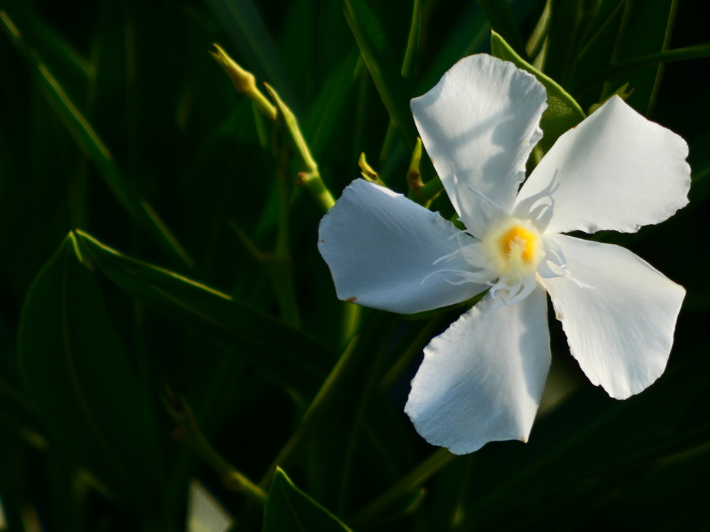 透けるような白