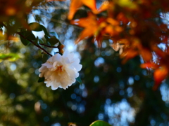 紅葉越しの山茶花