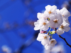 光を楽しむ（２）