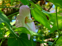 ほろ酔いフヨウ