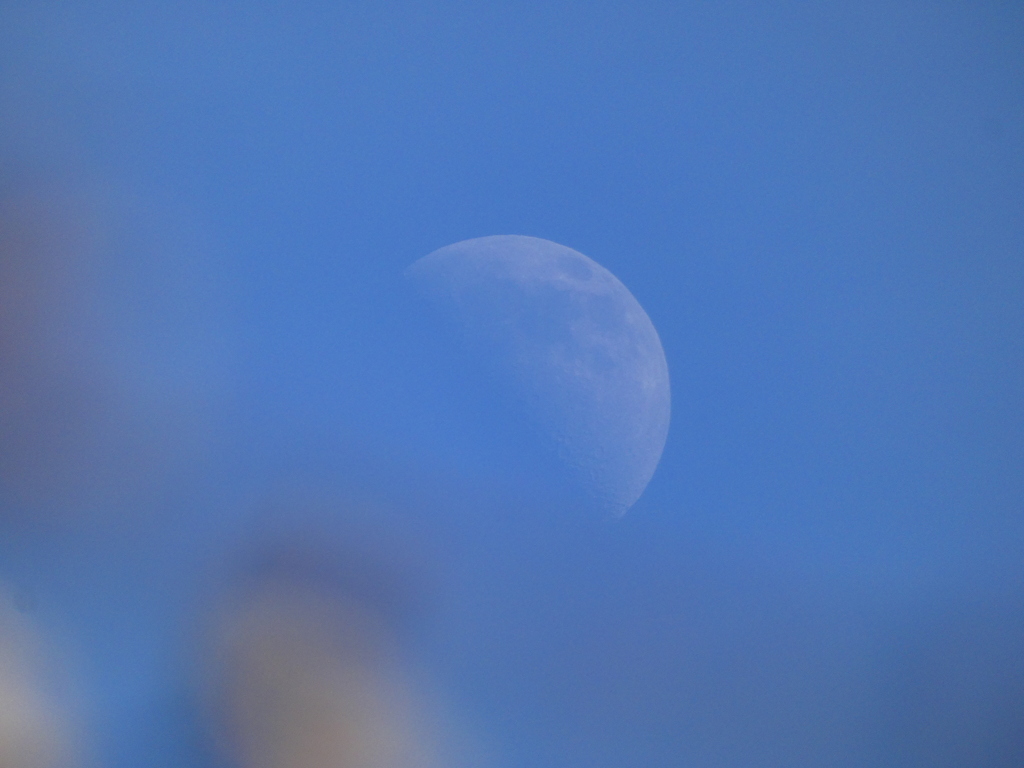 夫婦枝垂梅と上弦の月