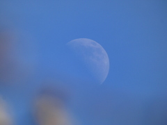 夫婦枝垂梅と上弦の月