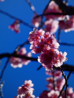 散りにくい桜花
