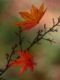 南天実の代わりに