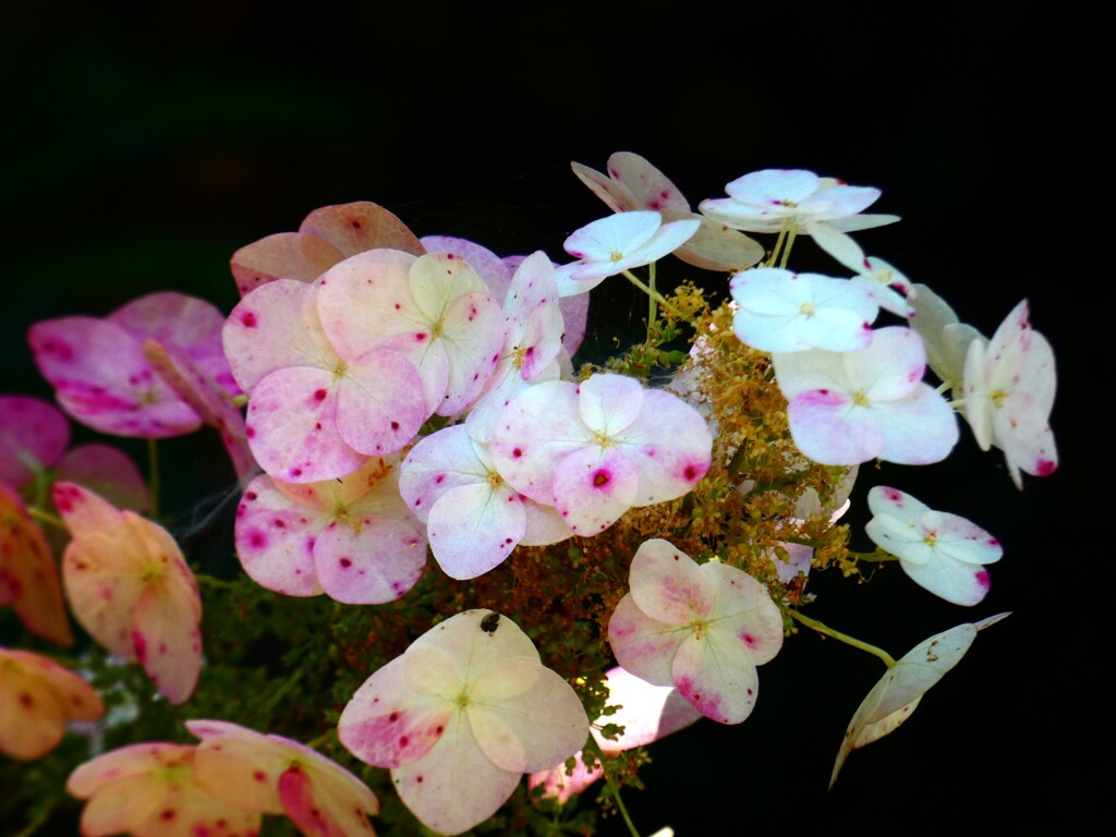 甘茶