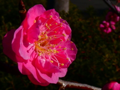 八重寒紅梅のマクロ